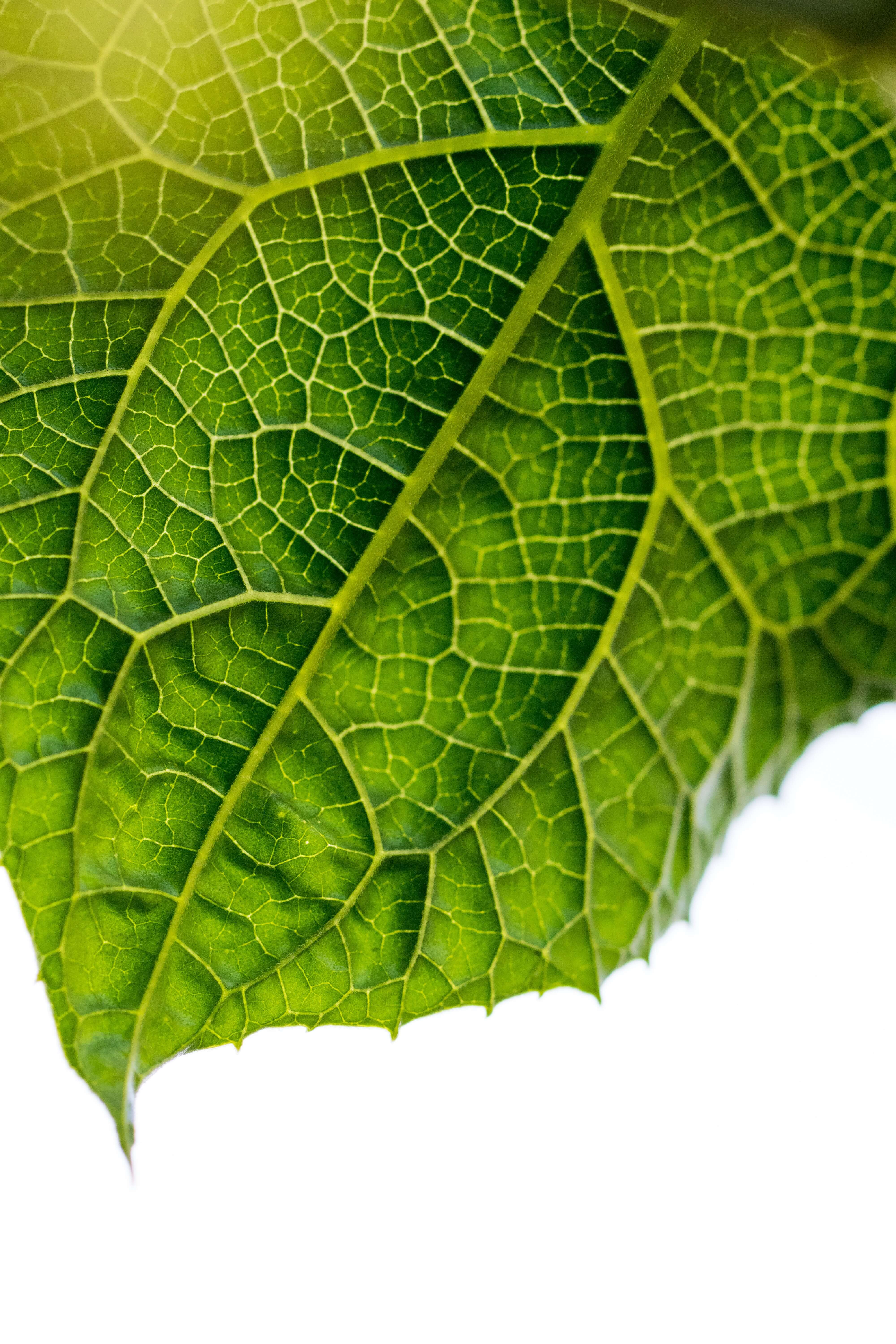How Green Becomes Green